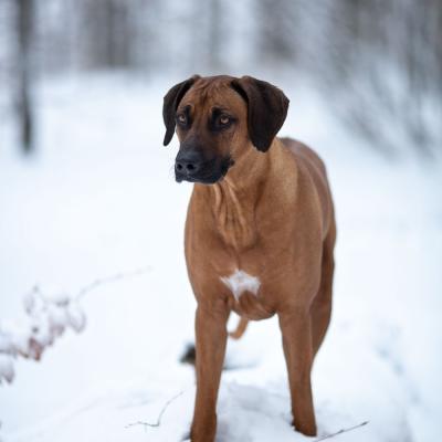 Hera Und Hektor Shooting 35 1547907083