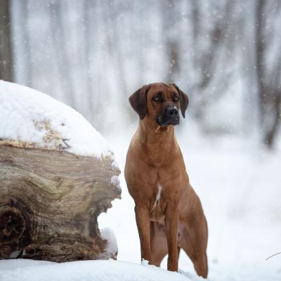 Hera Und Hektor Shooting 39 1547906943