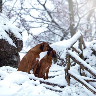 Hera Und Hektor Shooting 42 1547906944