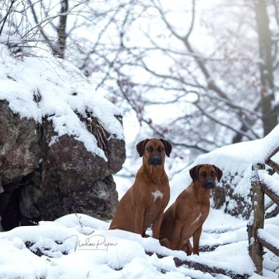 Hera Und Hektor Shooting 44 1547907083