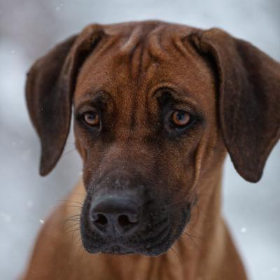 Hera Und Hektor Shooting 46 1547906944