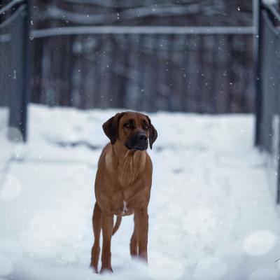 Hera Und Hektor Shooting 47 1547906945