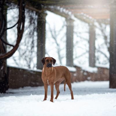 Hera Und Hektor Shooting 5 1547906951