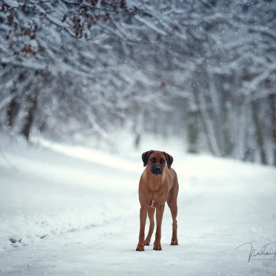 Hera Und Hektor Shooting 51 1547906948