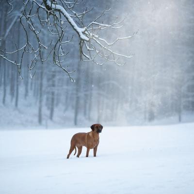 Hera Und Hektor Shooting 54 1547906948