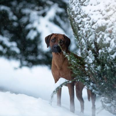 Hera Und Hektor Shooting 58 1547906948