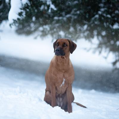 Hera Und Hektor Shooting 63 1547906948