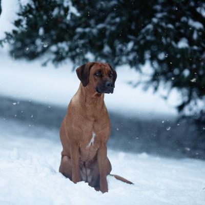 Hera Und Hektor Shooting 64 1547906949