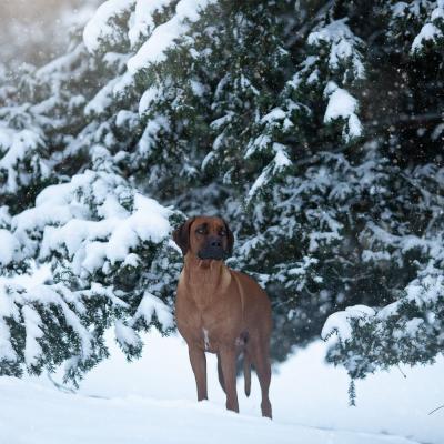 Hera Und Hektor Shooting 65 1547906949