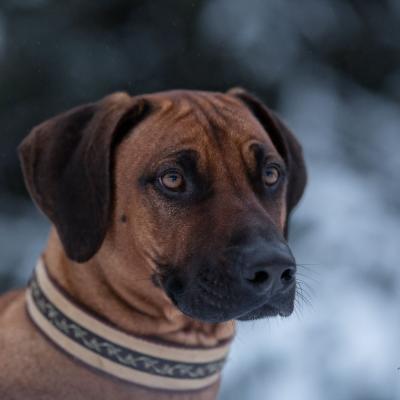 Hera Und Hektor Shooting 67 1547906949