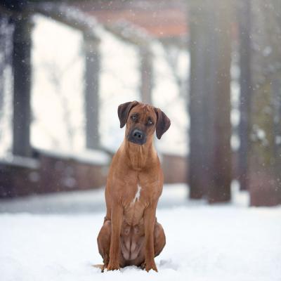 Hera Und Hektor Shooting 7 1547906952