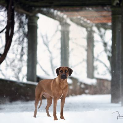 Hera Und Hektor Shooting 75 1547906950